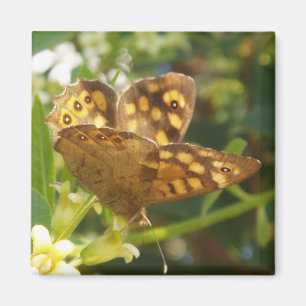 Butterfly Magnets