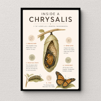 Butterfly Metamorphosis Educational Science Poster