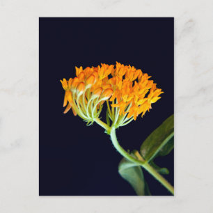 Butterfly Milkweed Blooms Postcard