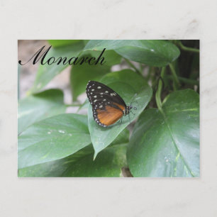 Butterfly Monarch # 3 Postcard