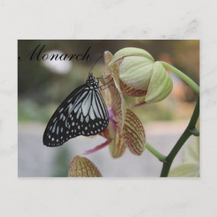 Butterfly Monarch # 4 Postcard