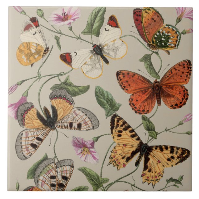 Butterfly Moth Nature Collection Drawing Ceramic Tile (Front)
