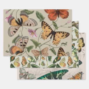 Butterfly Moth Nature Collection Drawing Wrapping Paper Sheet
