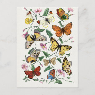 Butterfly & moth painting.  by Paul Gervais Postcard