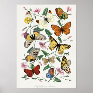 Butterfly & moth painting.  by Paul Gervais Poster