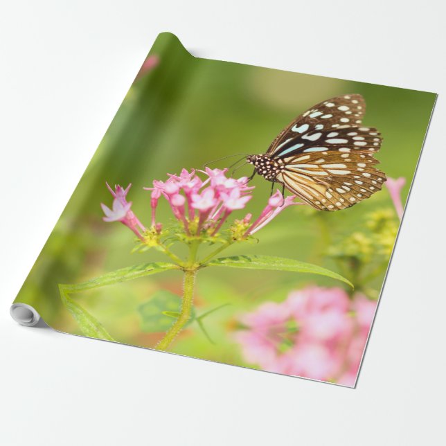 butterfly moth wrapping paper (Unrolled)