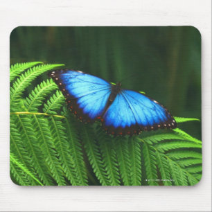 butterfly mouse pad
