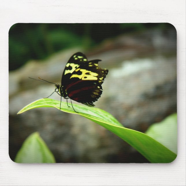 Butterfly Mouse Pad (Front)