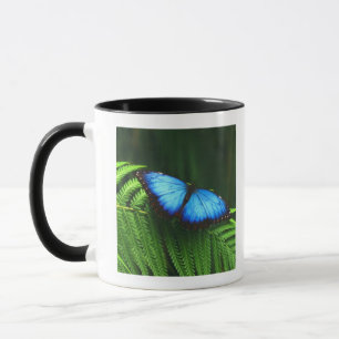 butterfly mug