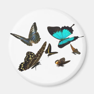 Butterfly multi magnet