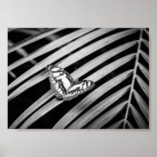 Butterfly Nature Insects Black and White Poster