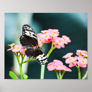 Butterfly Nature Insects Pink Flowers Poster
