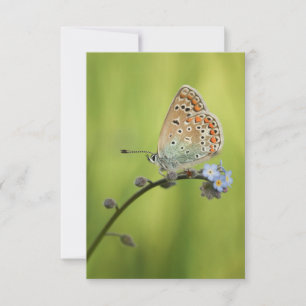 Butterfly Nature Photo Card
