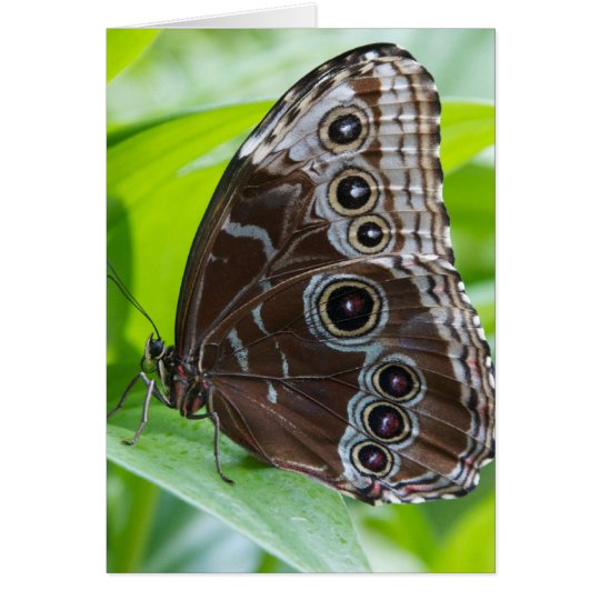 Butterfly Note Card
