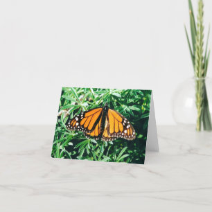 Butterfly notecards