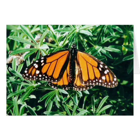 Butterfly notecards card
