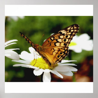 BUTTERFLY ON A DAISY Poster