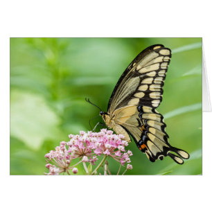 Butterfly On A Flower