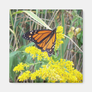 Butterfly on a flower magnet