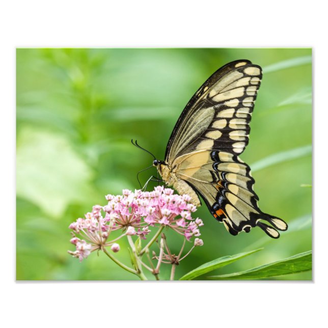 Butterfly On A Flower Photo Print (Front)