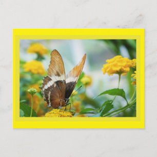 Butterfly on a Flower Postcard