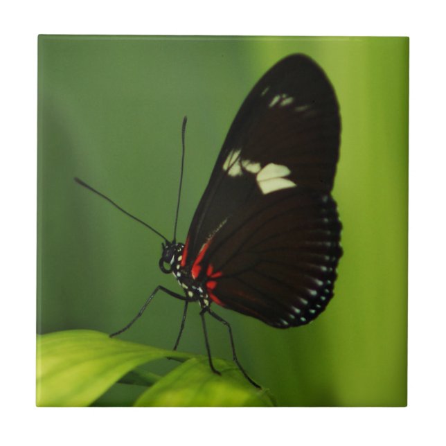 Butterfly on a Green Leaf with Black and Red Wings Ceramic Tile (Front)
