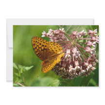 Butterfly On A Milkweed - Flat Greeting Card