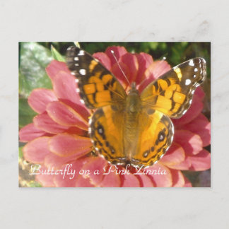 Butterfly on a Pink Zinnia Postcard