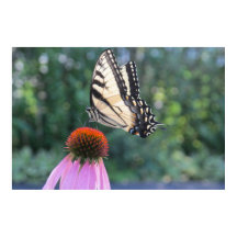 Butterfly on a Purple Coneflower