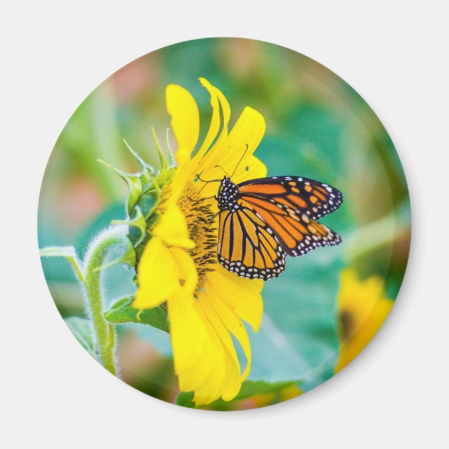 Butterfly on a Sunflower Magnet (Front)