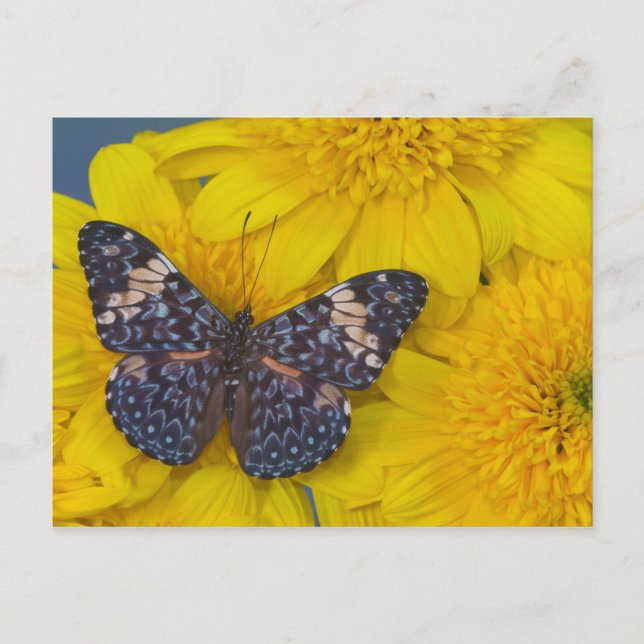 Butterfly on a Yellow Flower Postcard (Front)