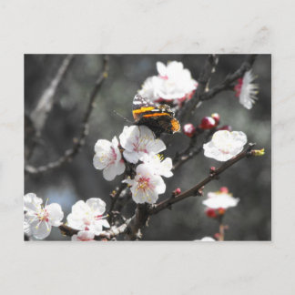 Butterfly on an Almond Blossom Tree Postcard
