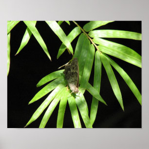 Butterfly on Bamboo Poster