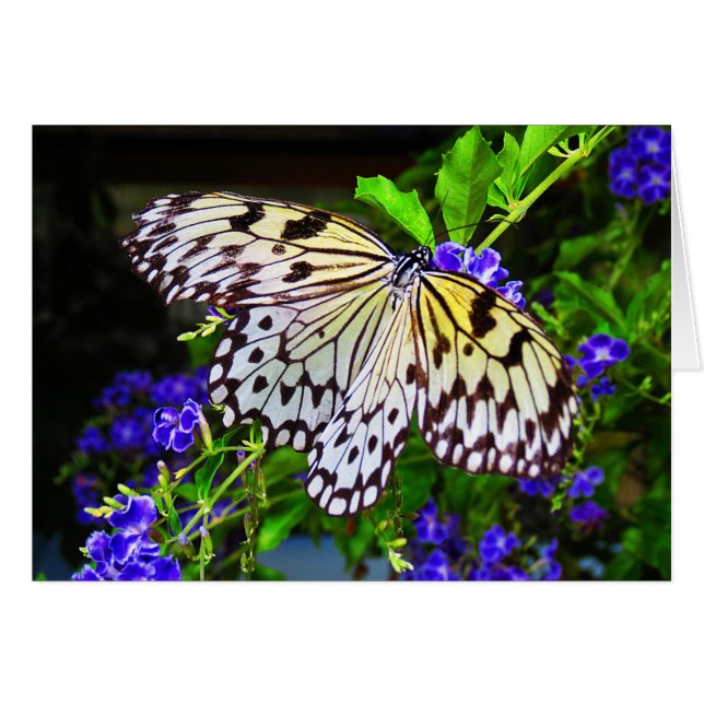 Butterfly on Blue Flowers (Front Horizontal)