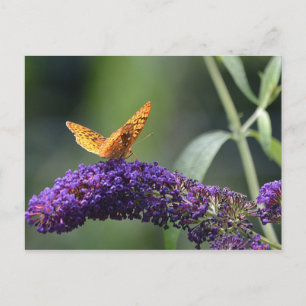 Butterfly On Butterfly Bush Blossom Postcard