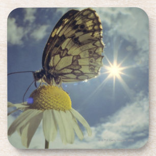 Butterfly on camomile flower with sun, coaster