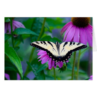 Butterfly on Coneflower