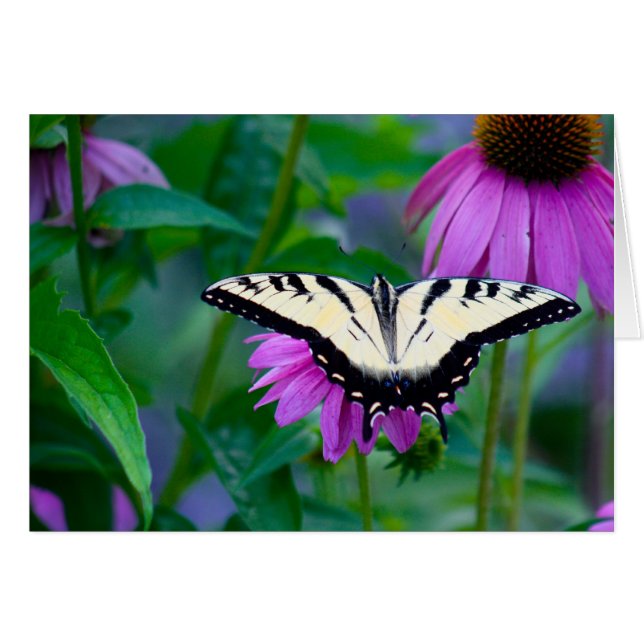 Butterfly on Coneflower (Front Horizontal)