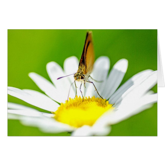 Butterfly on Daisy (Front Horizontal)