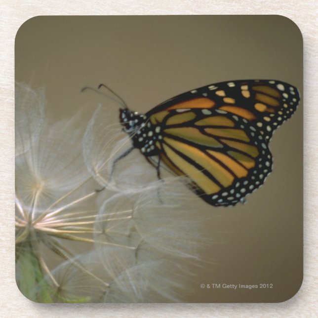 Butterfly on dandelion coaster (Front)