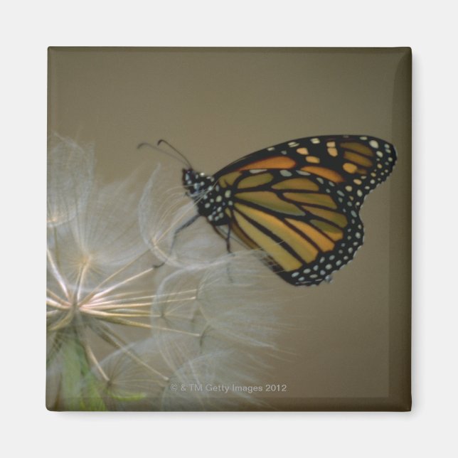 Butterfly on dandelion magnet (Front)
