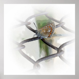 butterfly on fence poster
