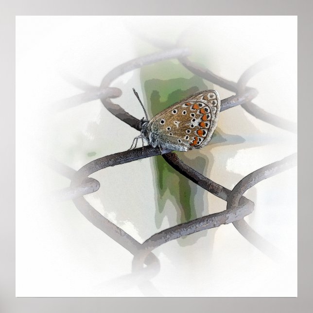 butterfly on fence poster (Front)