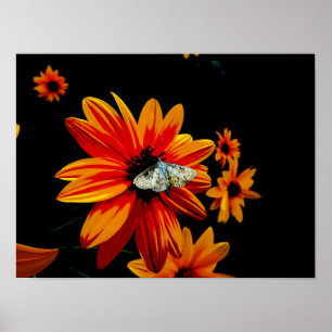 Butterfly on Fiery Orange Flower – Bold Nature Art Poster