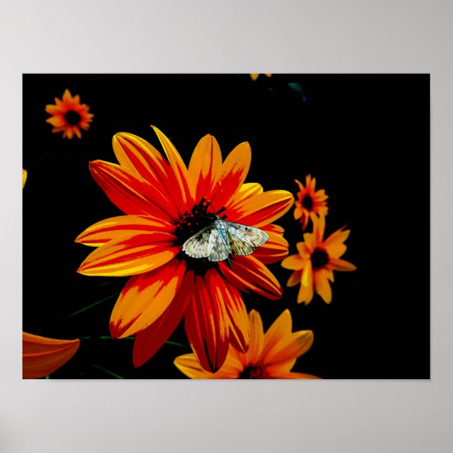 Butterfly on Fiery Orange Flower – Bold Nature Art Poster (Front)
