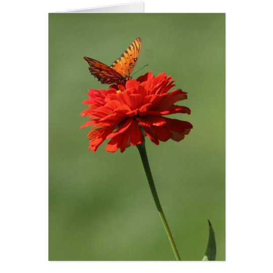Butterfly on flower card