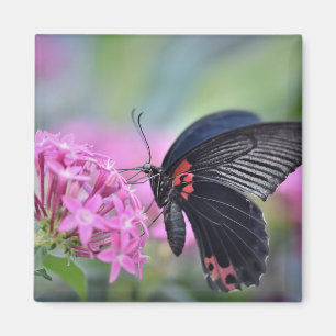 Butterfly on flower magnet
