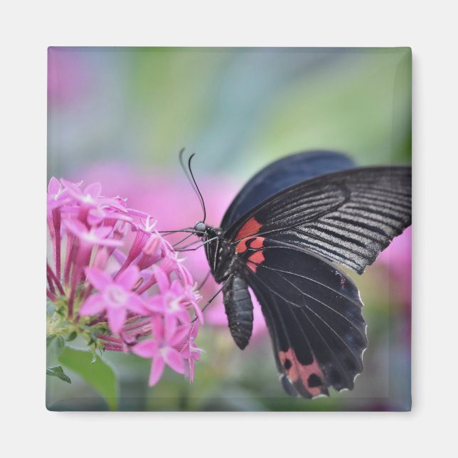 Butterfly on flower magnet (Front)