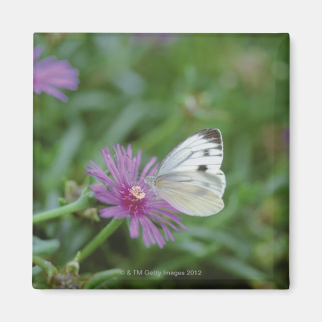 Butterfly on flower magnet (Front)