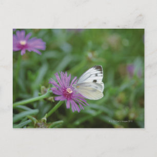 Butterfly on flower postcard